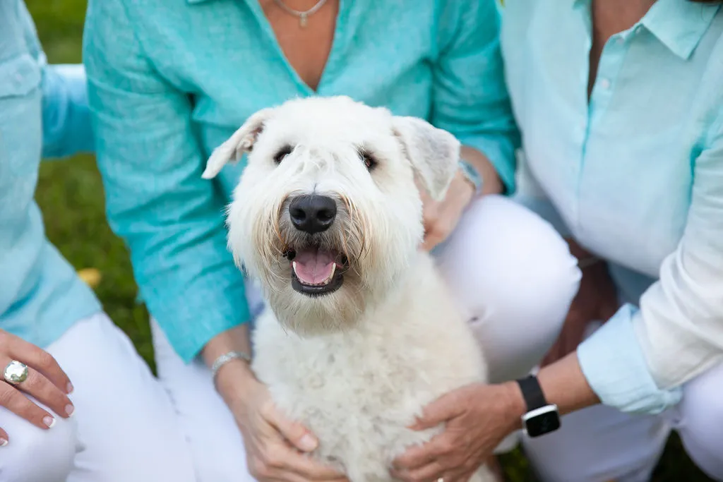 Image of white dog, Blu